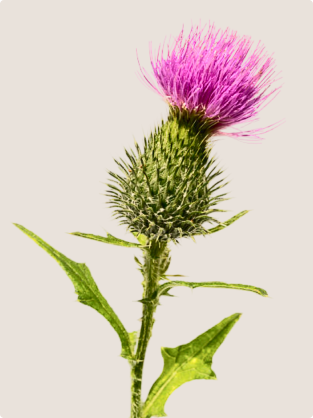 Milk Thistle (Seed) Extract